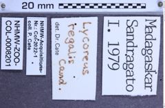 Etiketten zu Lycoreus regalis (Candèze, 1857) (NHMW-ZOO-COL-0008201)
